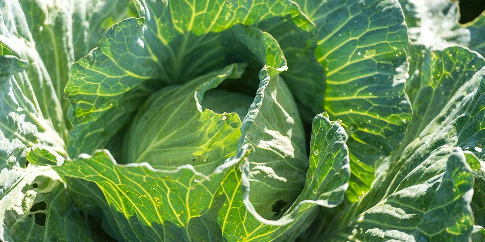 Green Cabbage