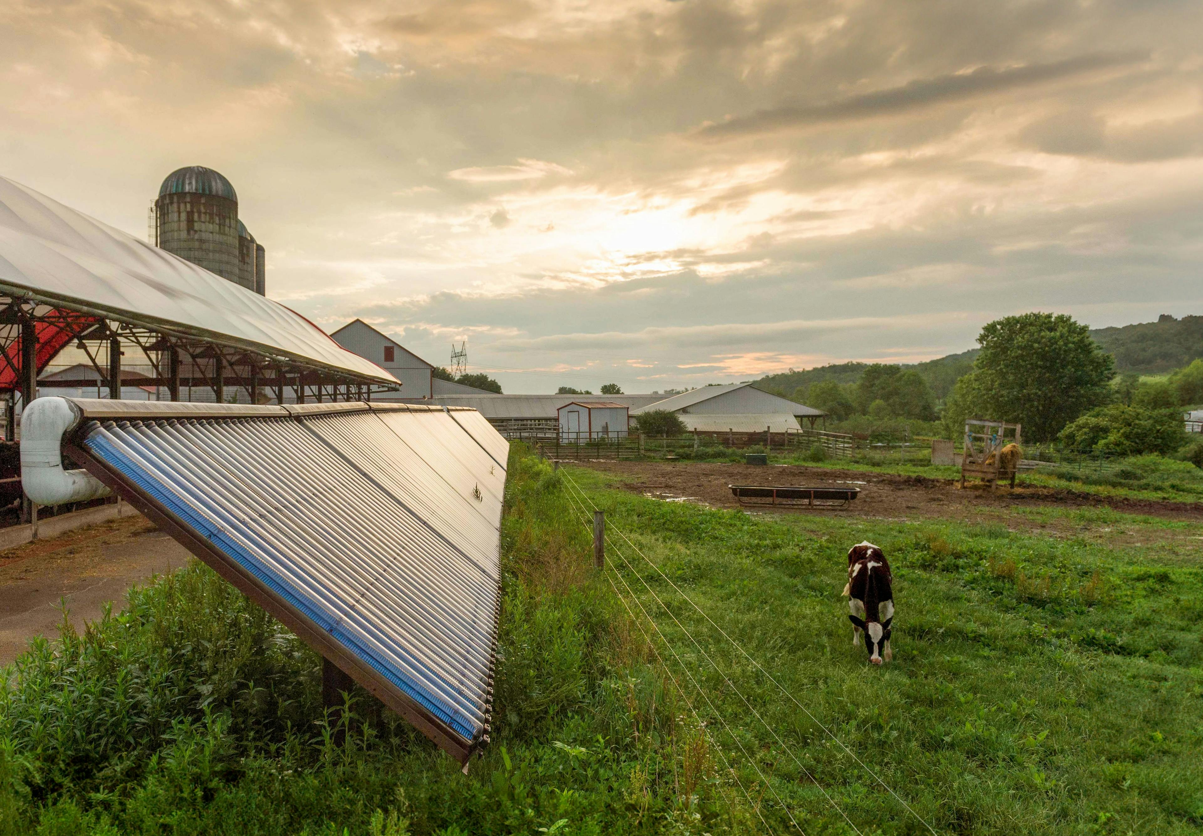 Some solar panels and a cow grazing nearby on the Ranck Farm.