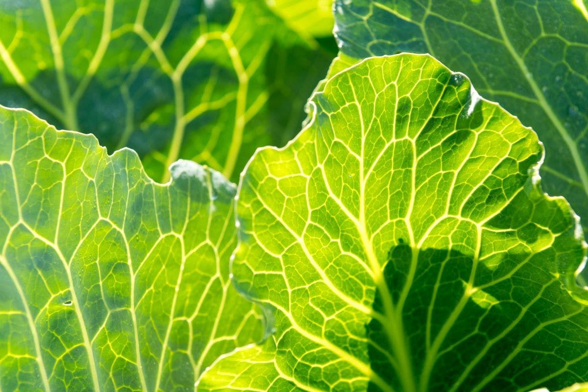 Produce at Rueben Miller’s organic farm in Wisconsin.