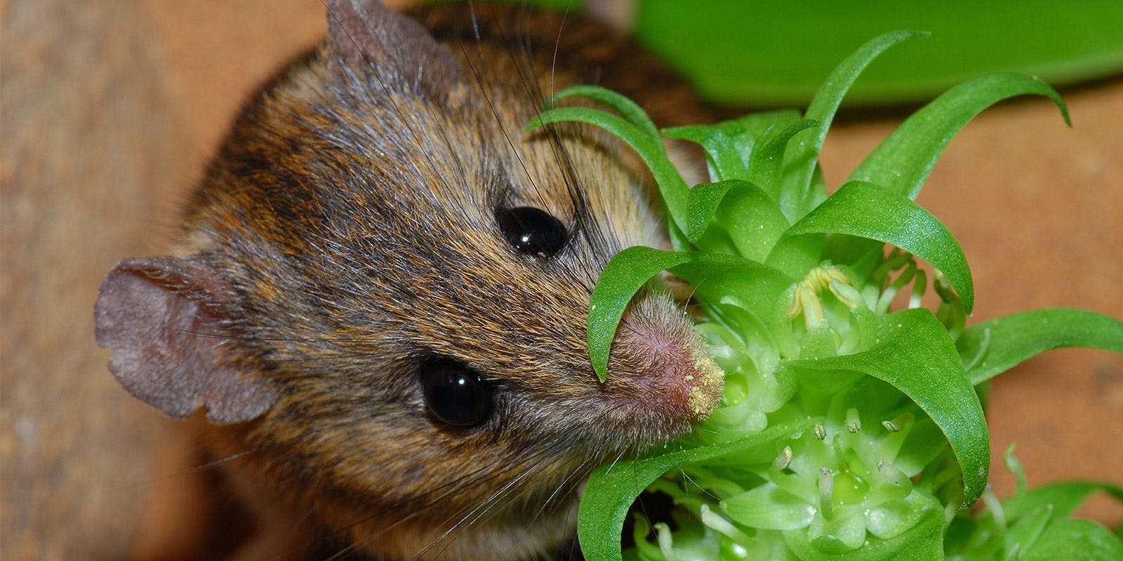 A Namaqua rock mouse gets pollen on its nose while feeding on lily nectar. Attribution: Petra Wester (CC).