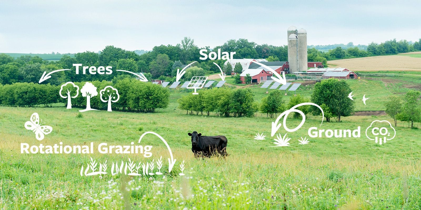 A cow stands on pasture.