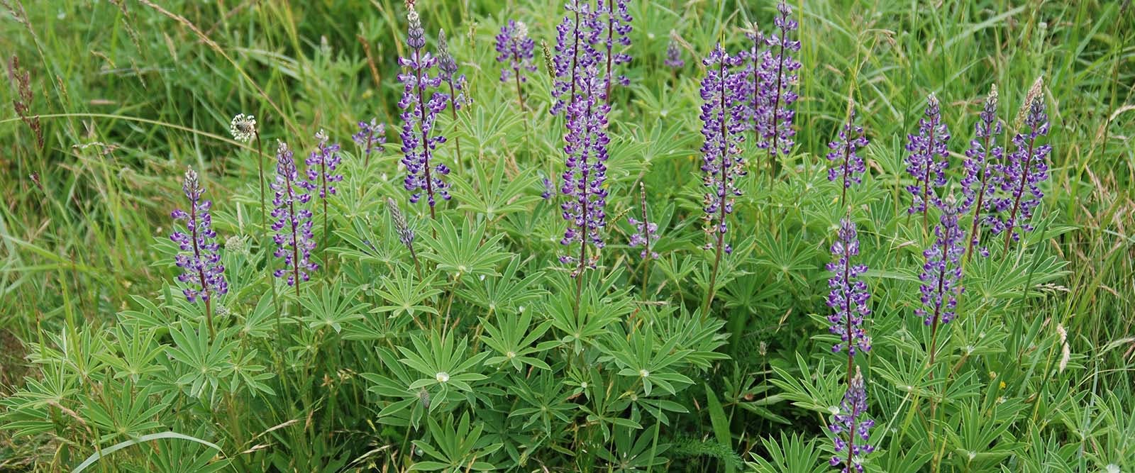 Kincaid’s lupine. USFWS photo