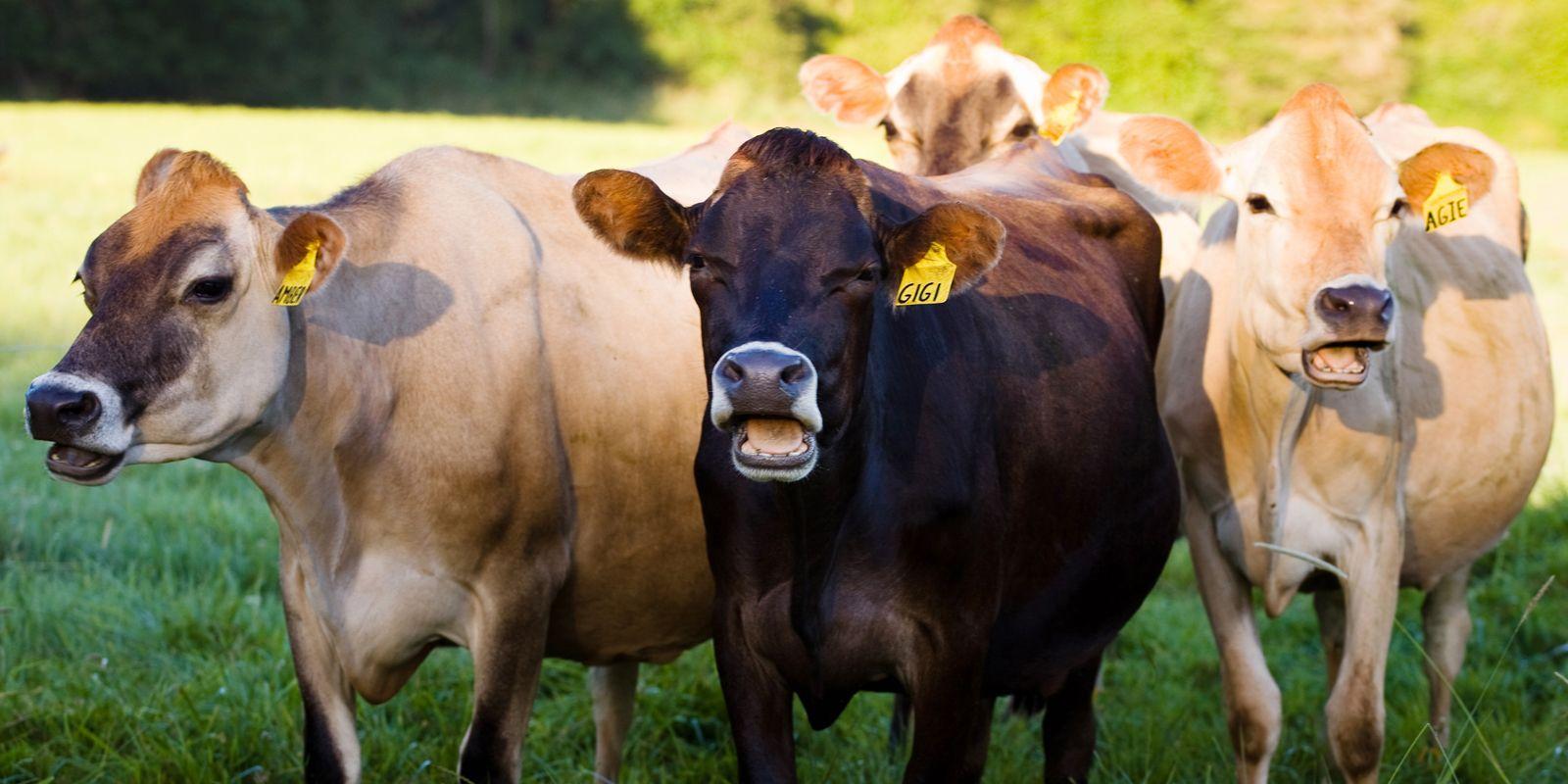 Organic Valley cows happily socialize on a green pasture.