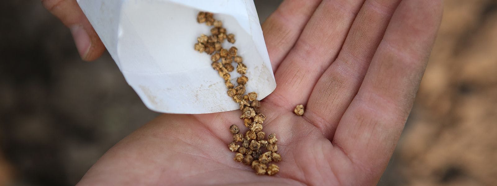 Handful of seeds. Photo contributed by Seed Savers Exchange.