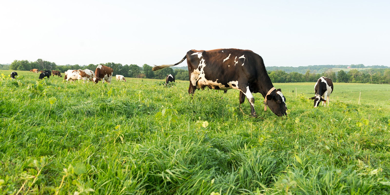 Organic Valley Image