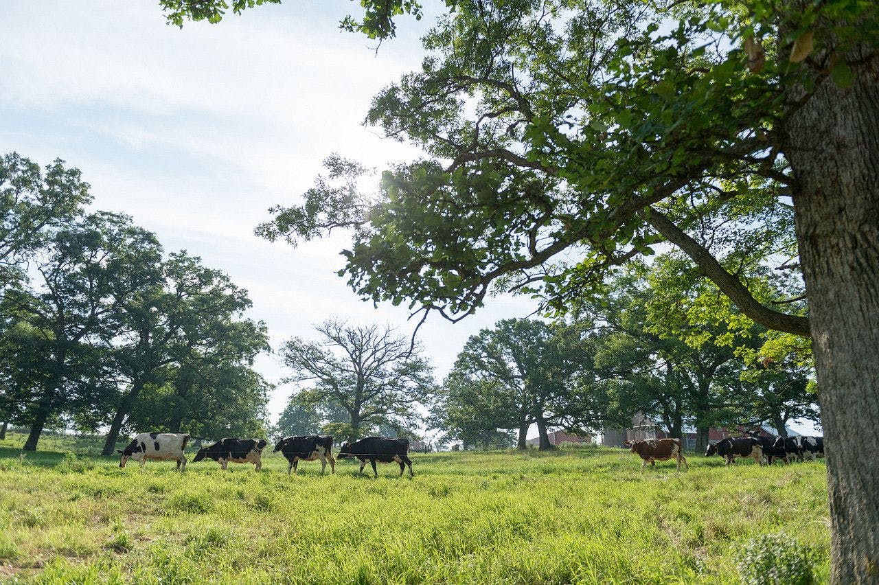 cows on pasture under trees