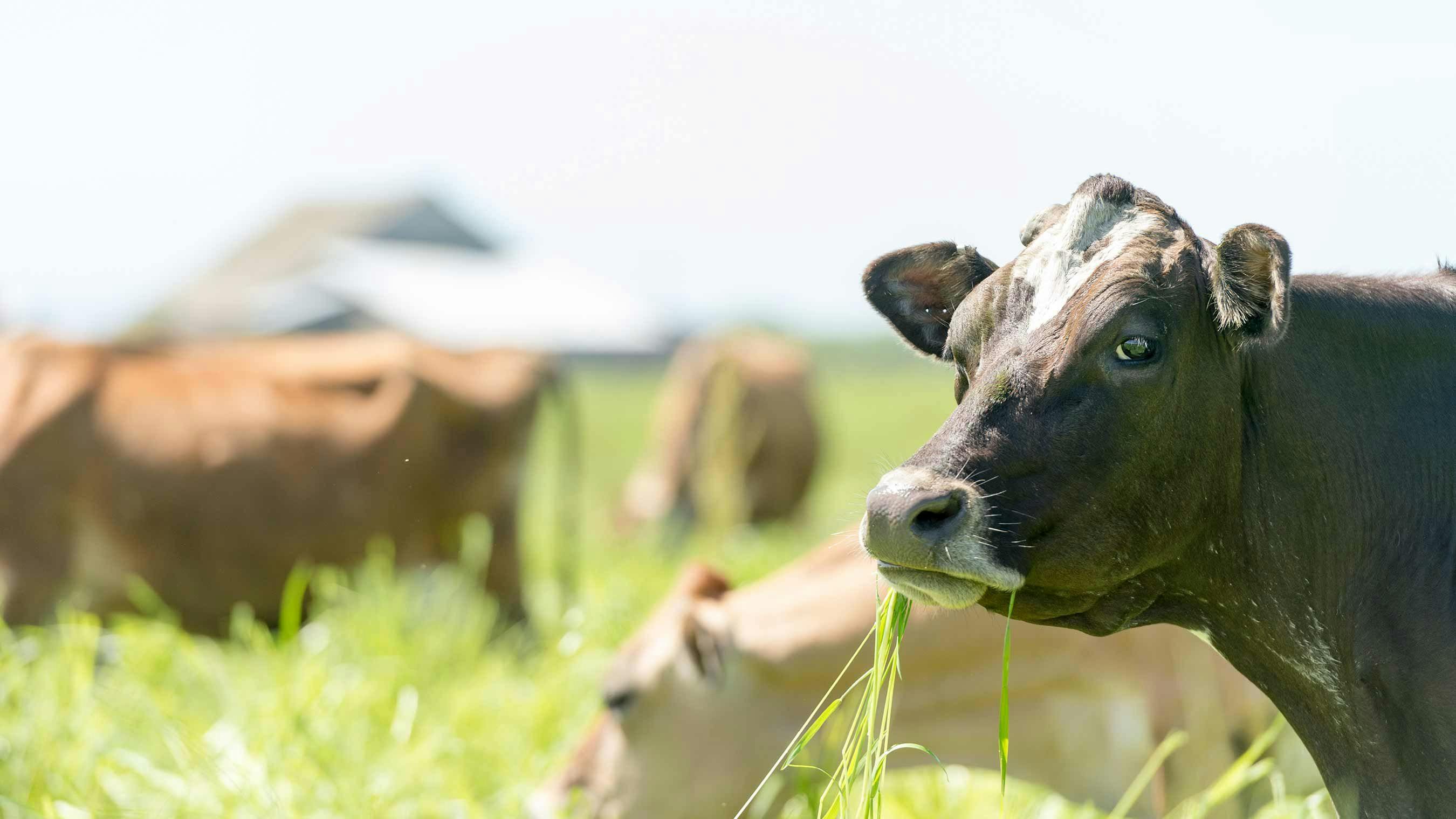 Cows grazing on the Mason's Organic Valley family farm