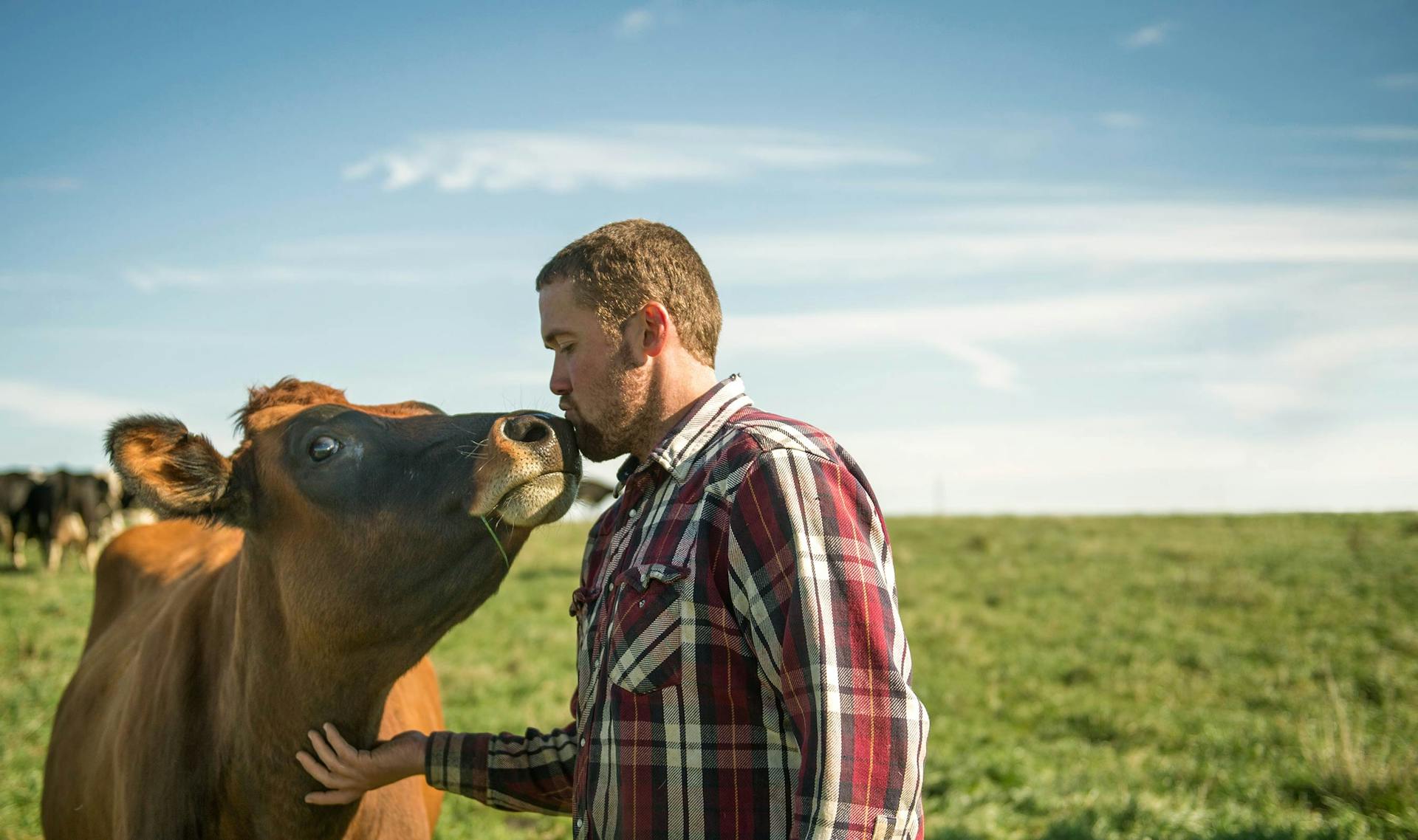 A farmer kissing his cow.