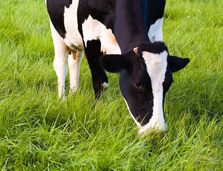 Cow eating pasture grass