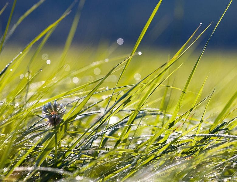 Lush pasture grass on an Organic Valley family farm