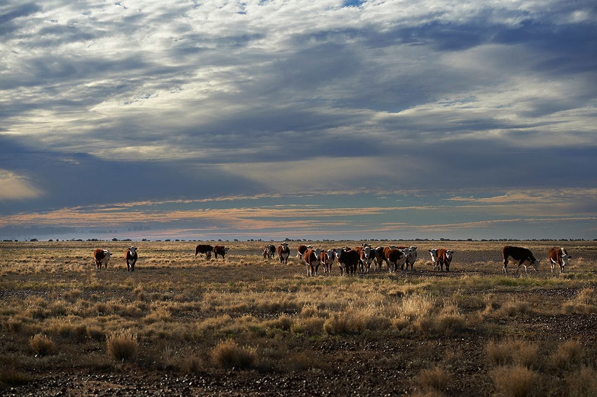 Footage of Australian Farmland