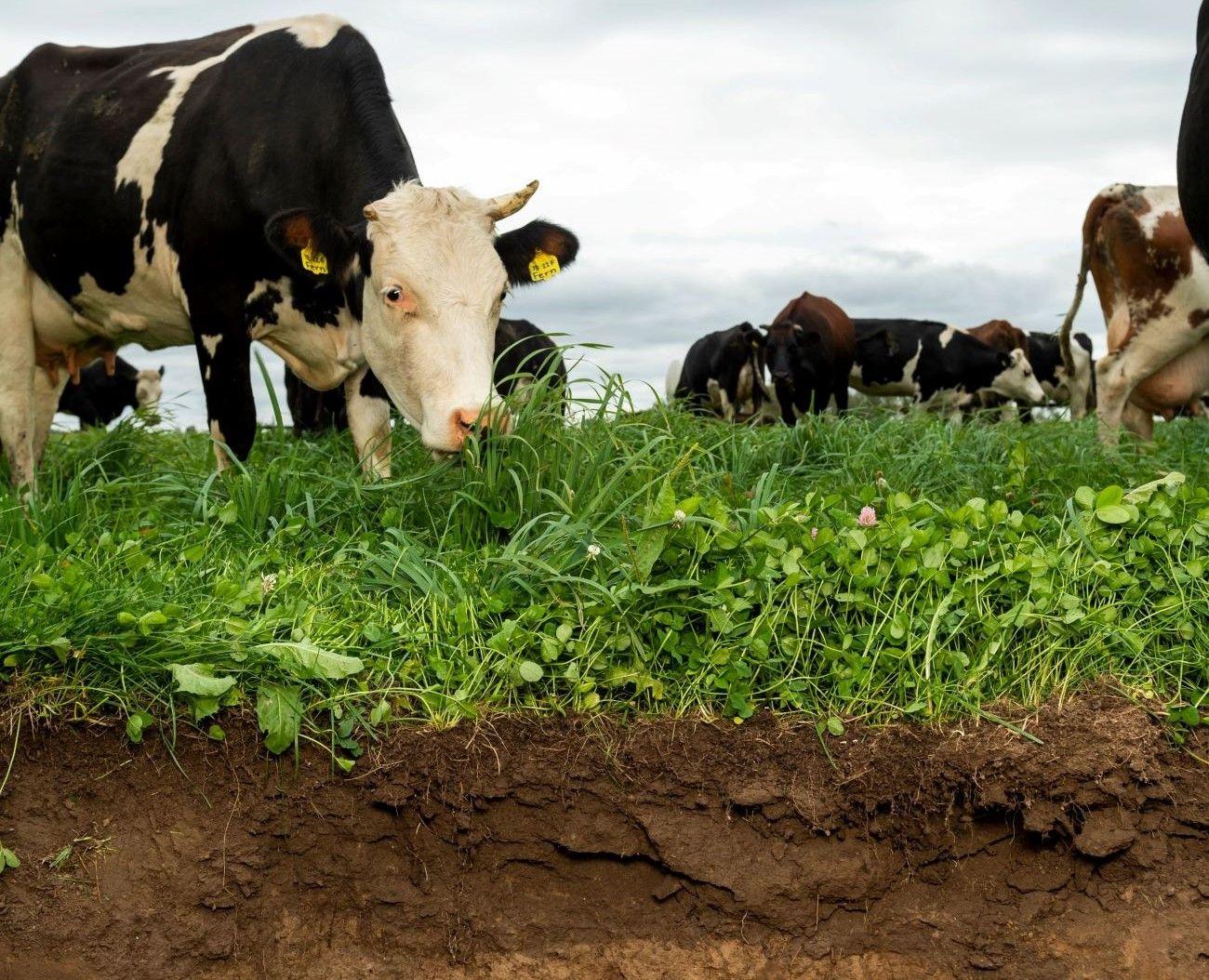 A cow munches on green pasture.