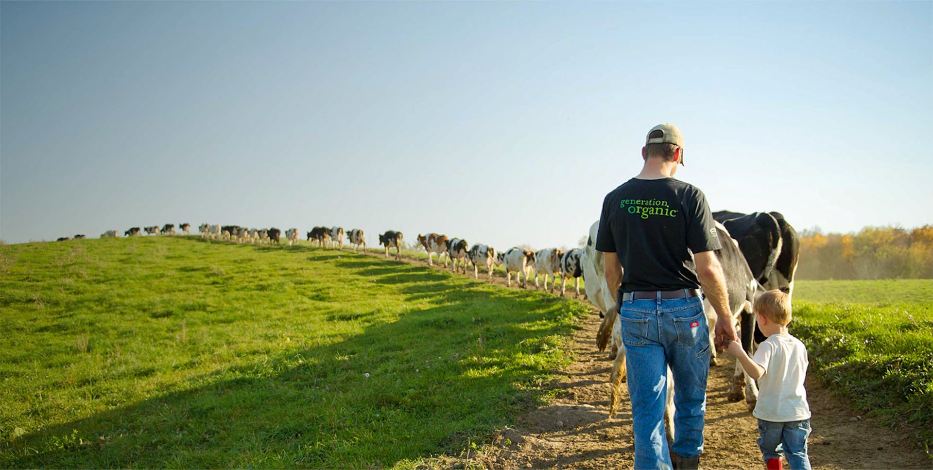 A farmer and a child walking a line of cows out to the pasture.