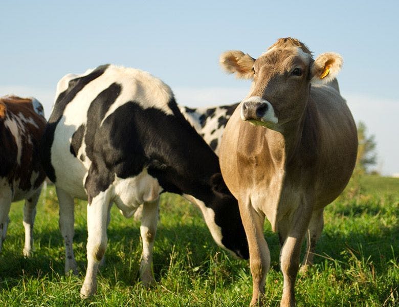 Cows standing outdoors in fresh pasture.