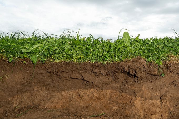 View of sky, clover, soil layers.