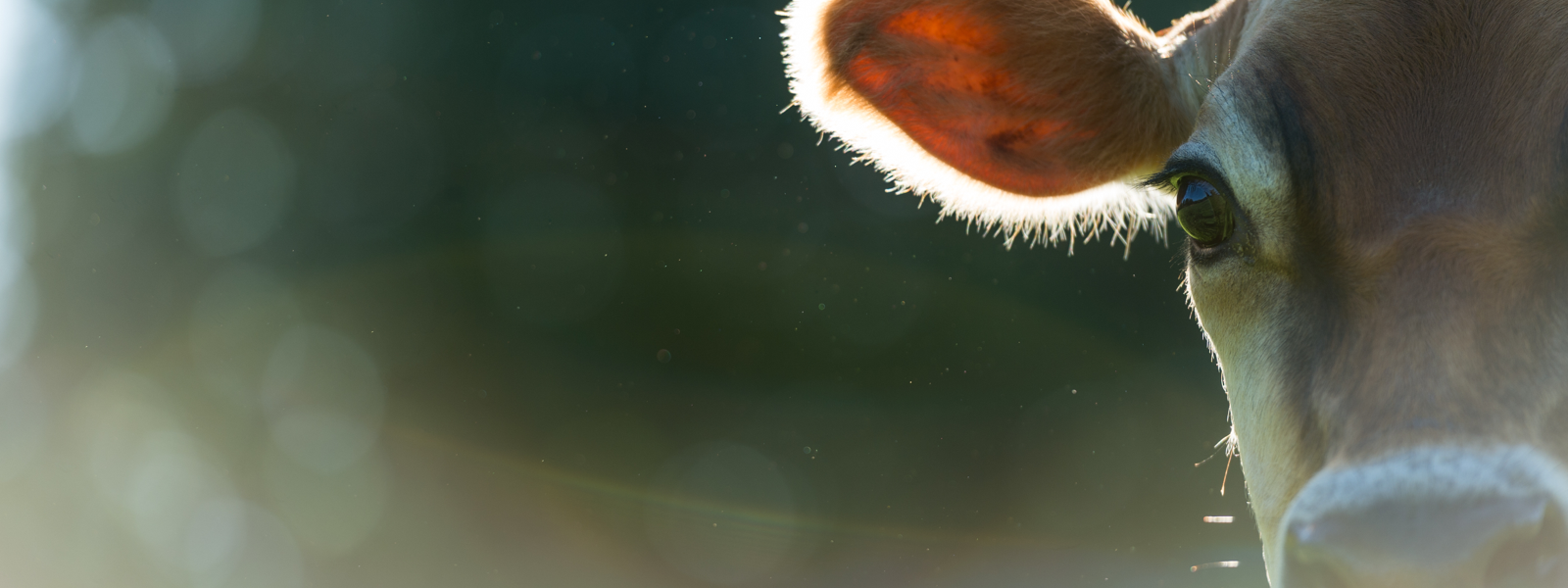 A close-up of a Jersey cow with sunlight shining through its ear, making it glow.