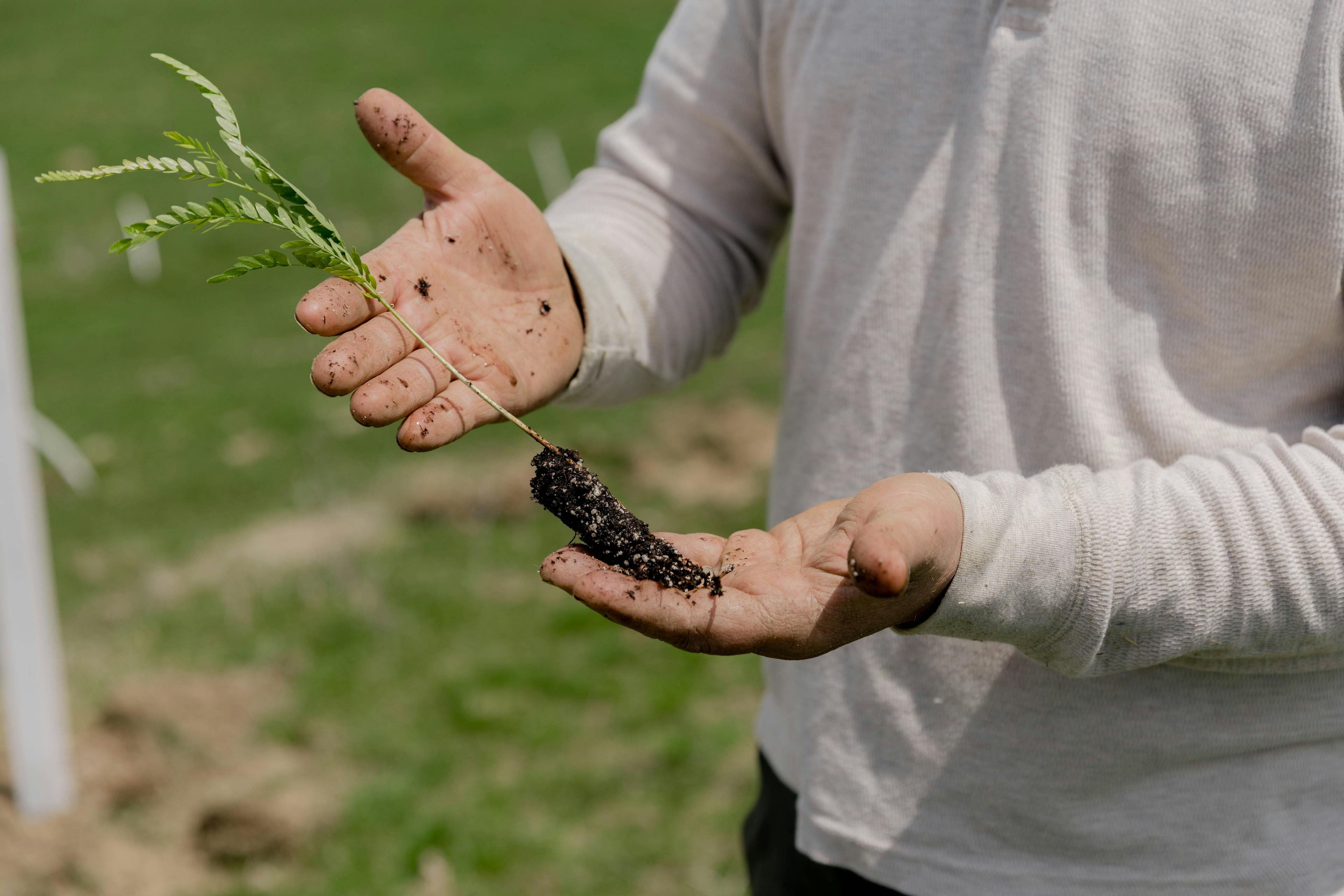 This sapling is ready for planting on an organic farm.