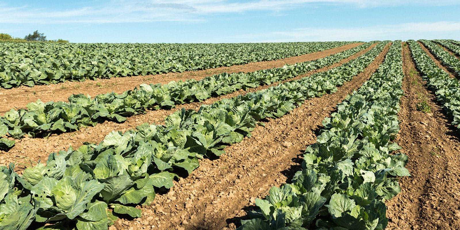 Field of organic produce and blue sky. 