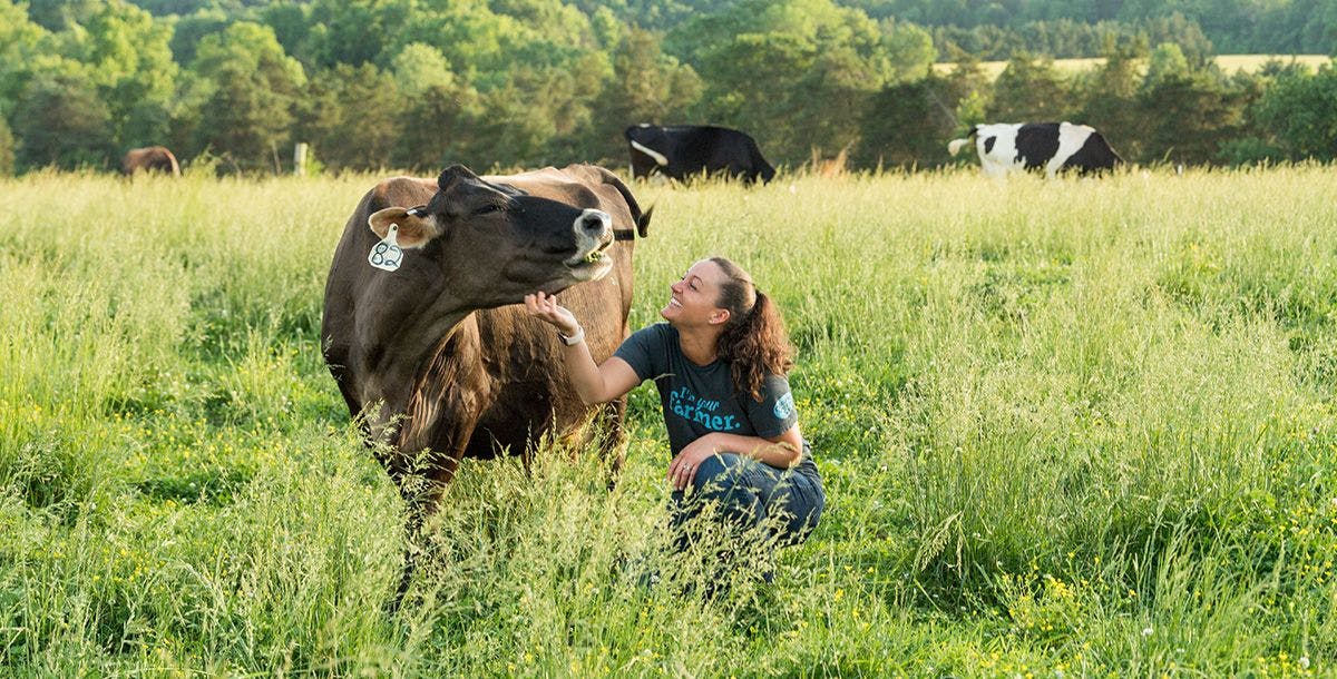 An Organic Valley farmer in the pasture with a cow.