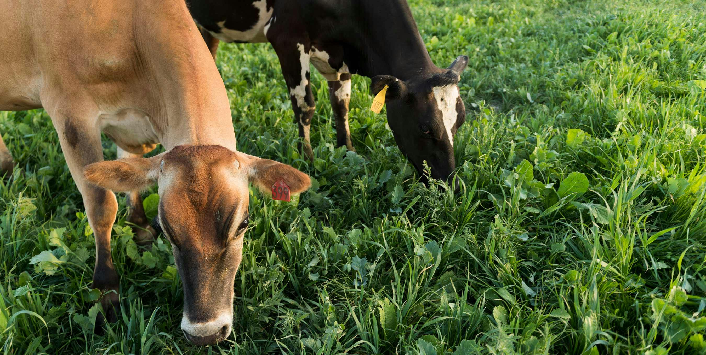 Two cows grazing in a lush green field.