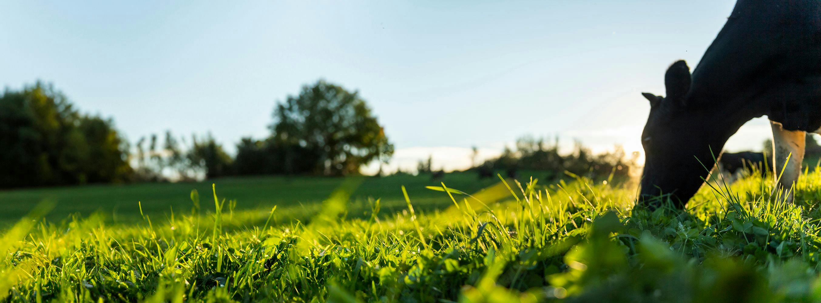 Cow grazing on grass in a green pasture.