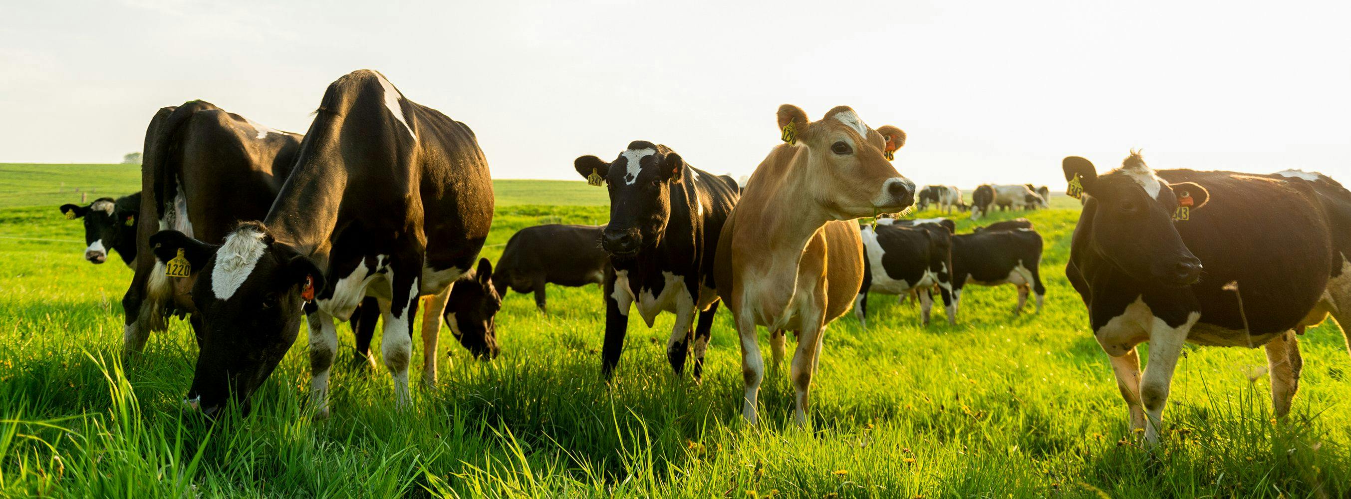 Cows grazing on an Organic Valley family farm.