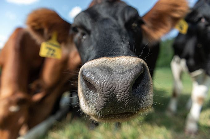 Curious cow reaching out nose.