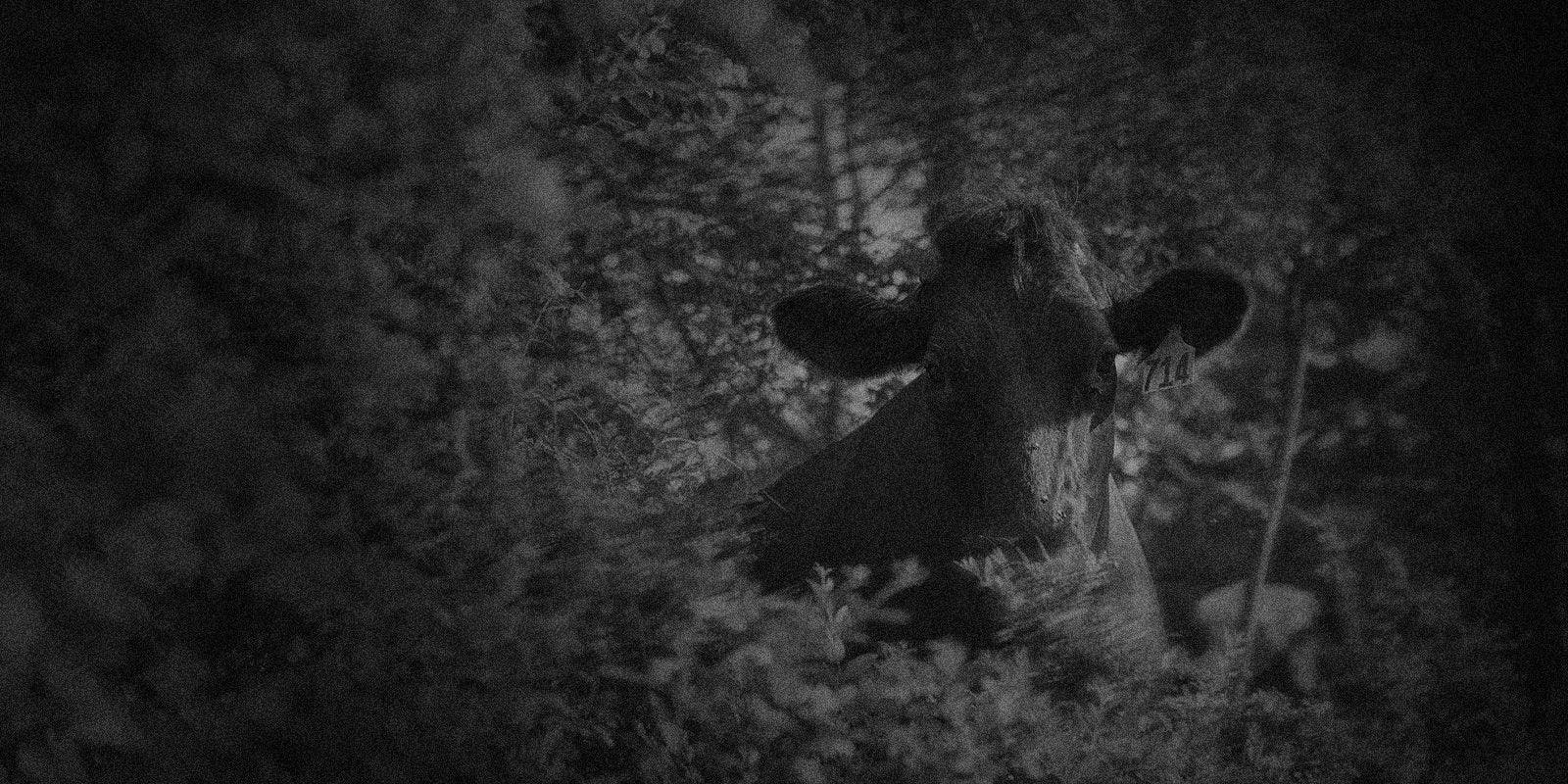 A cow peers out from some bushes.