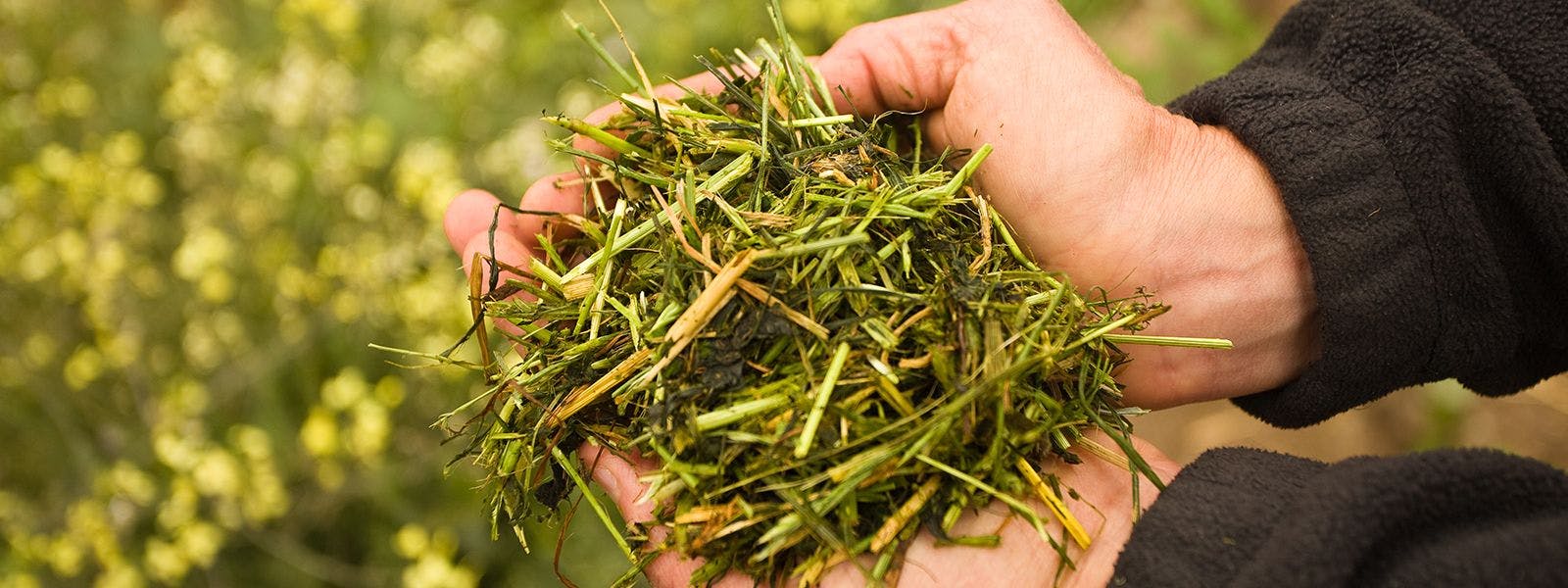 Showing off a handful of organic grass and soil.