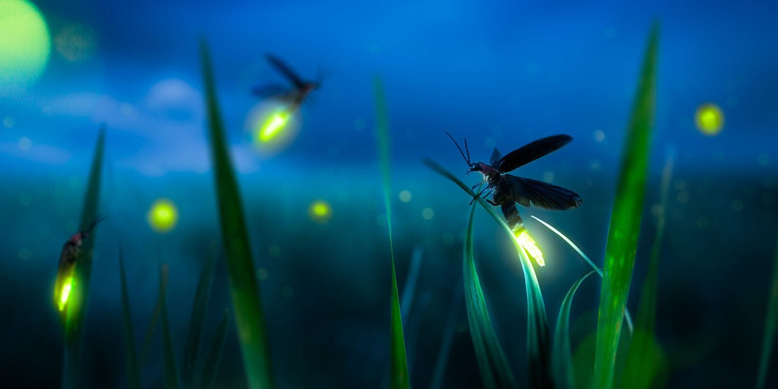 Fireflies light up the night in a field.