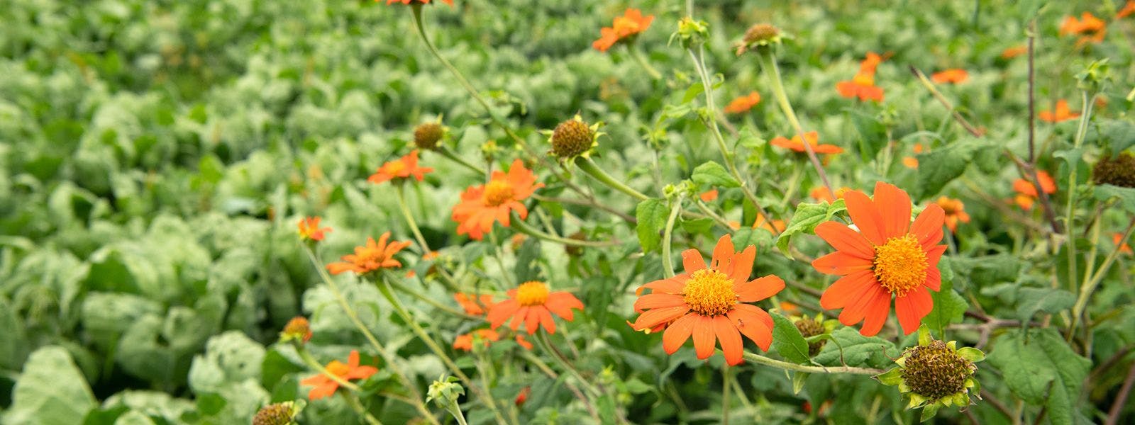 Permaculture flowers on the Langmeier family farm