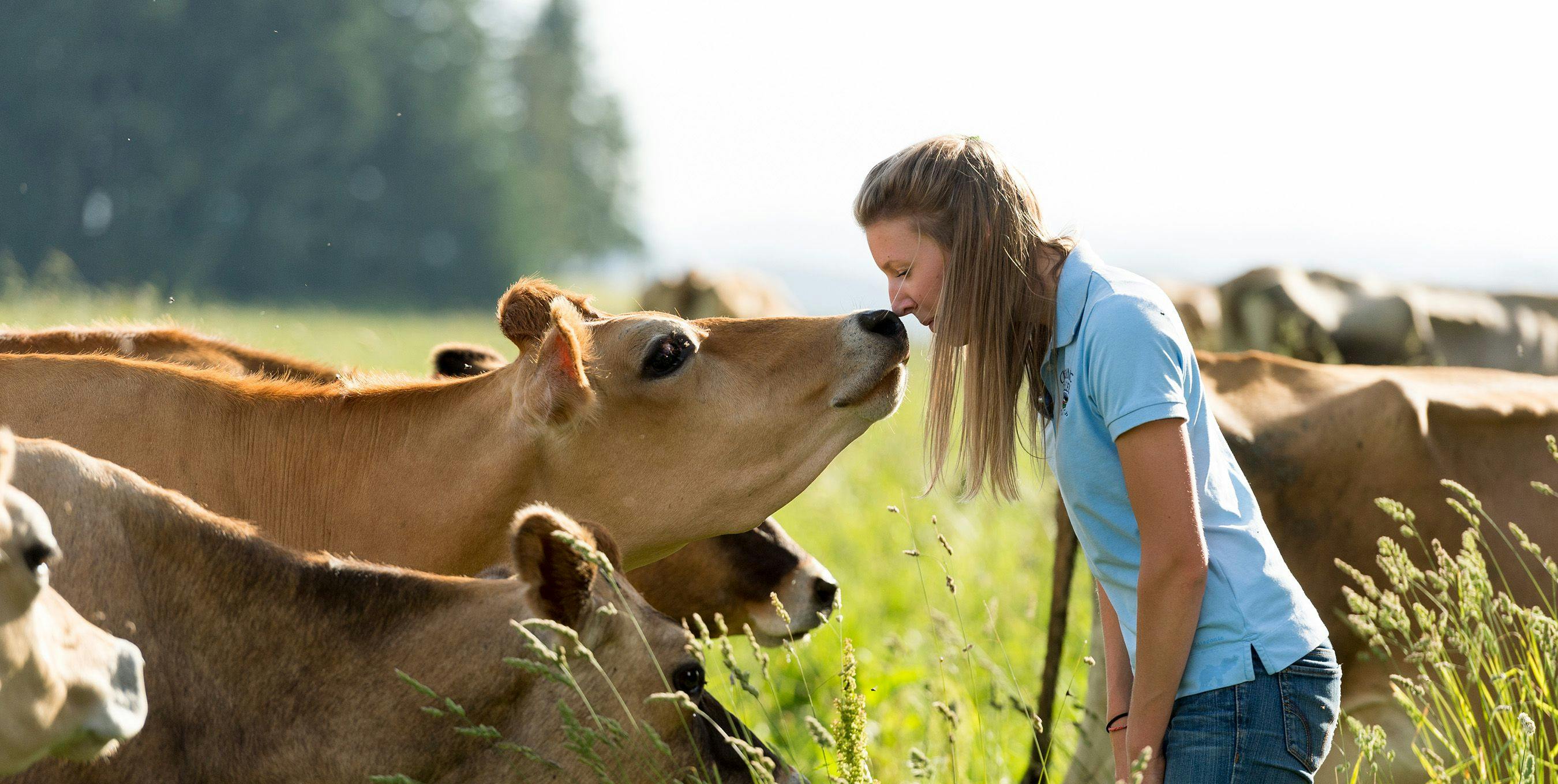 A farmer standing amongst cows in the field.