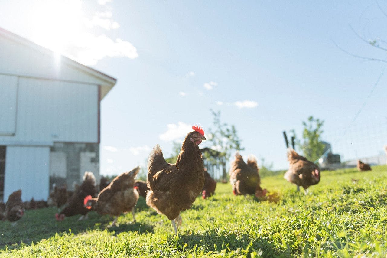 chickens on pasture