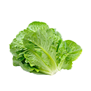 lettuce