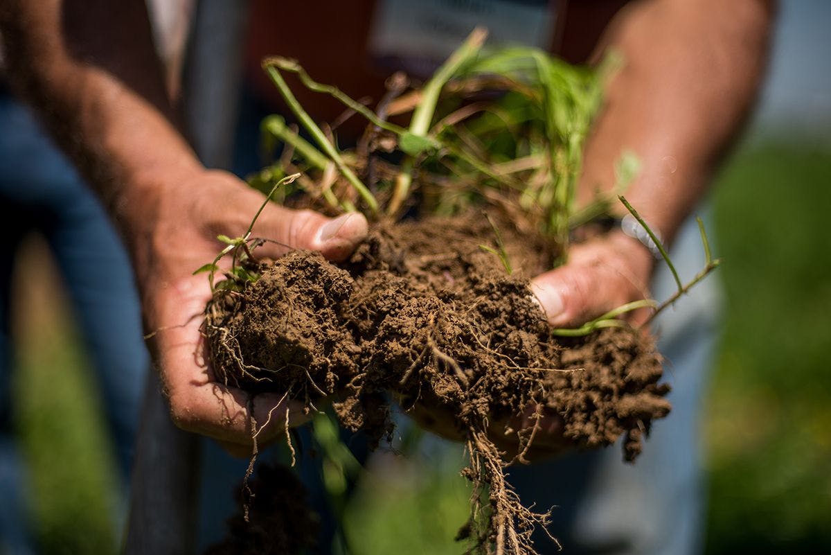 Hands hold a chunk of healthy soil.