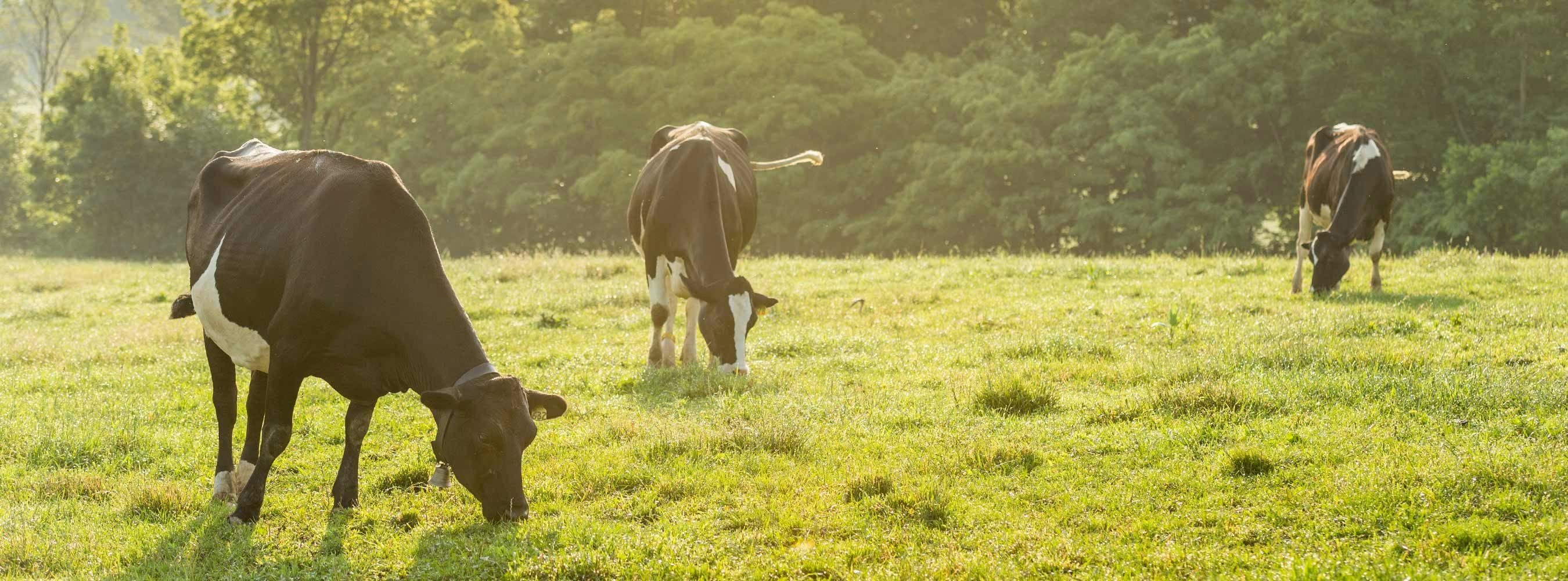 Cows grazing on an Organic Valley family farm