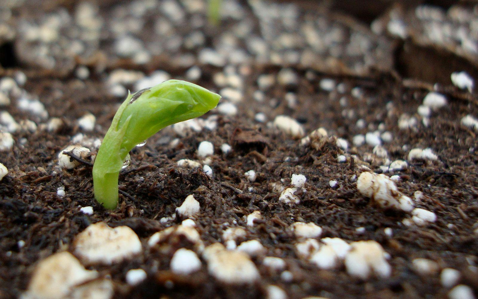 Seedling photo contributed by Seed Savers Exchange.