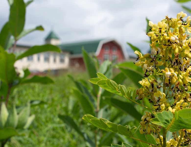 The Organic Valley headquarters building in the background and flower in the foreground.