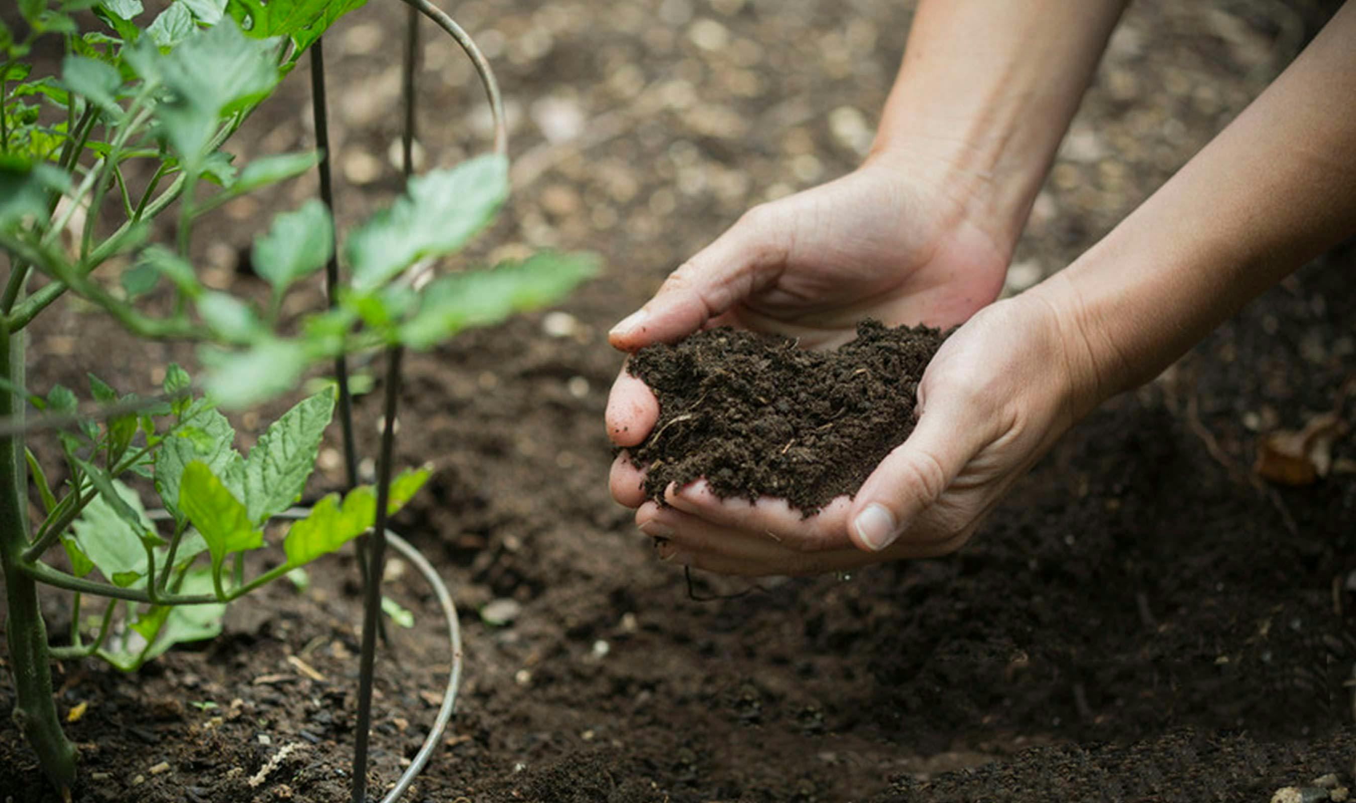 Planting organic seeds