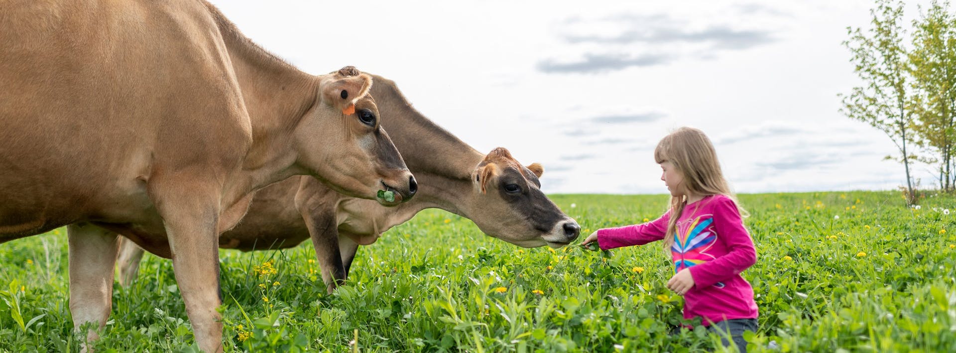 Girl feeding cows grass in a cow pasture.