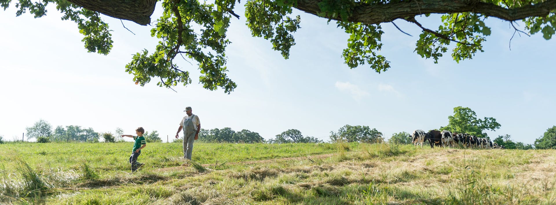 Farmer and son walking in the cow pasture followed by Holstein cows.