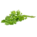 cilantro