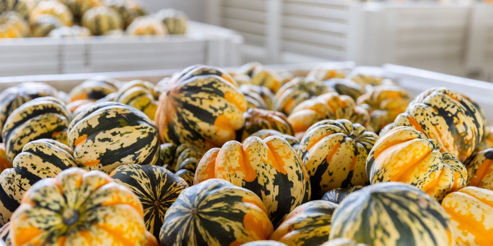 A bin of fresh carnival squash ready for delivery at an organic farm in Wisconsin.