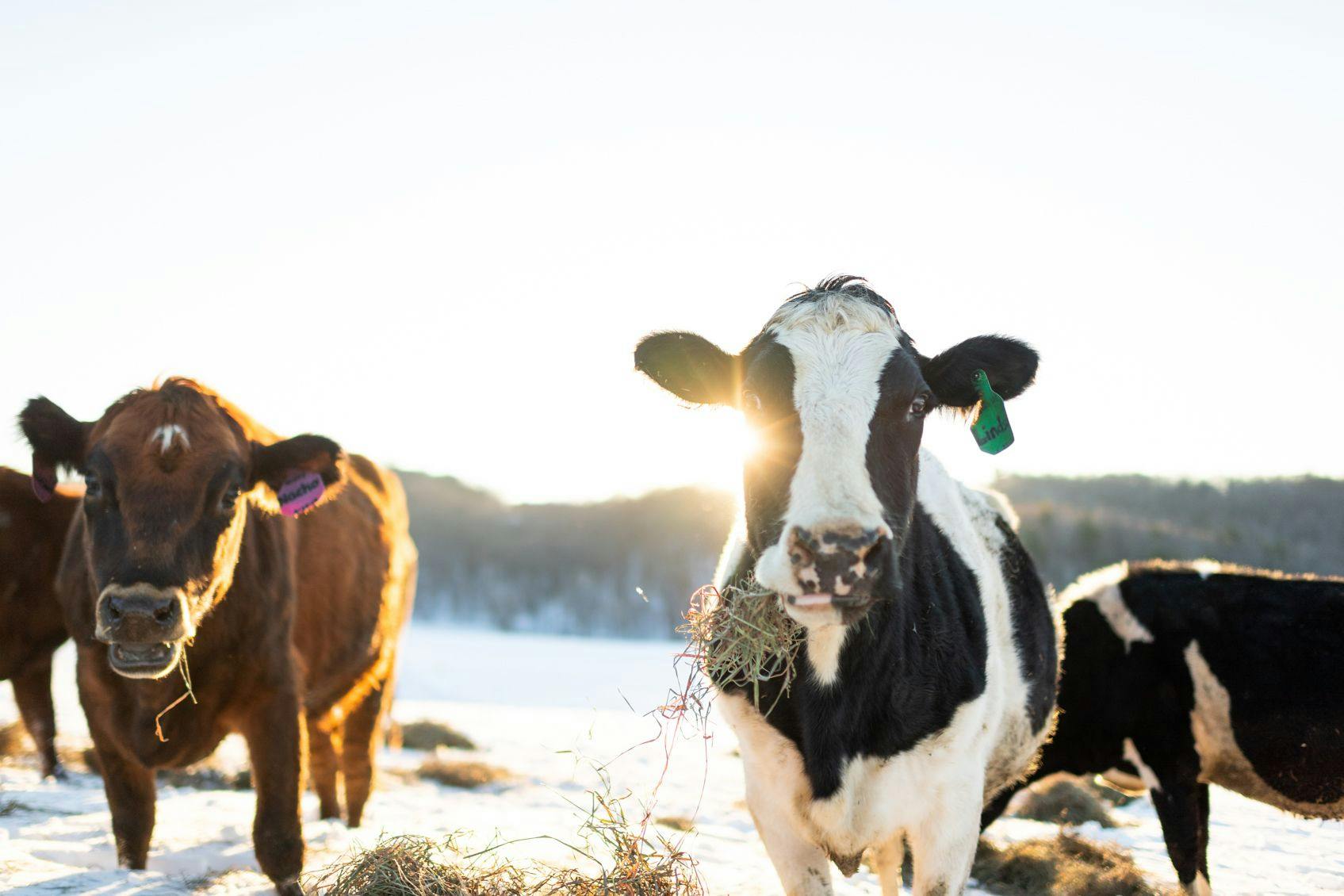 Cows outside in the winter on an Organic Valley family farm in Wisconsin.