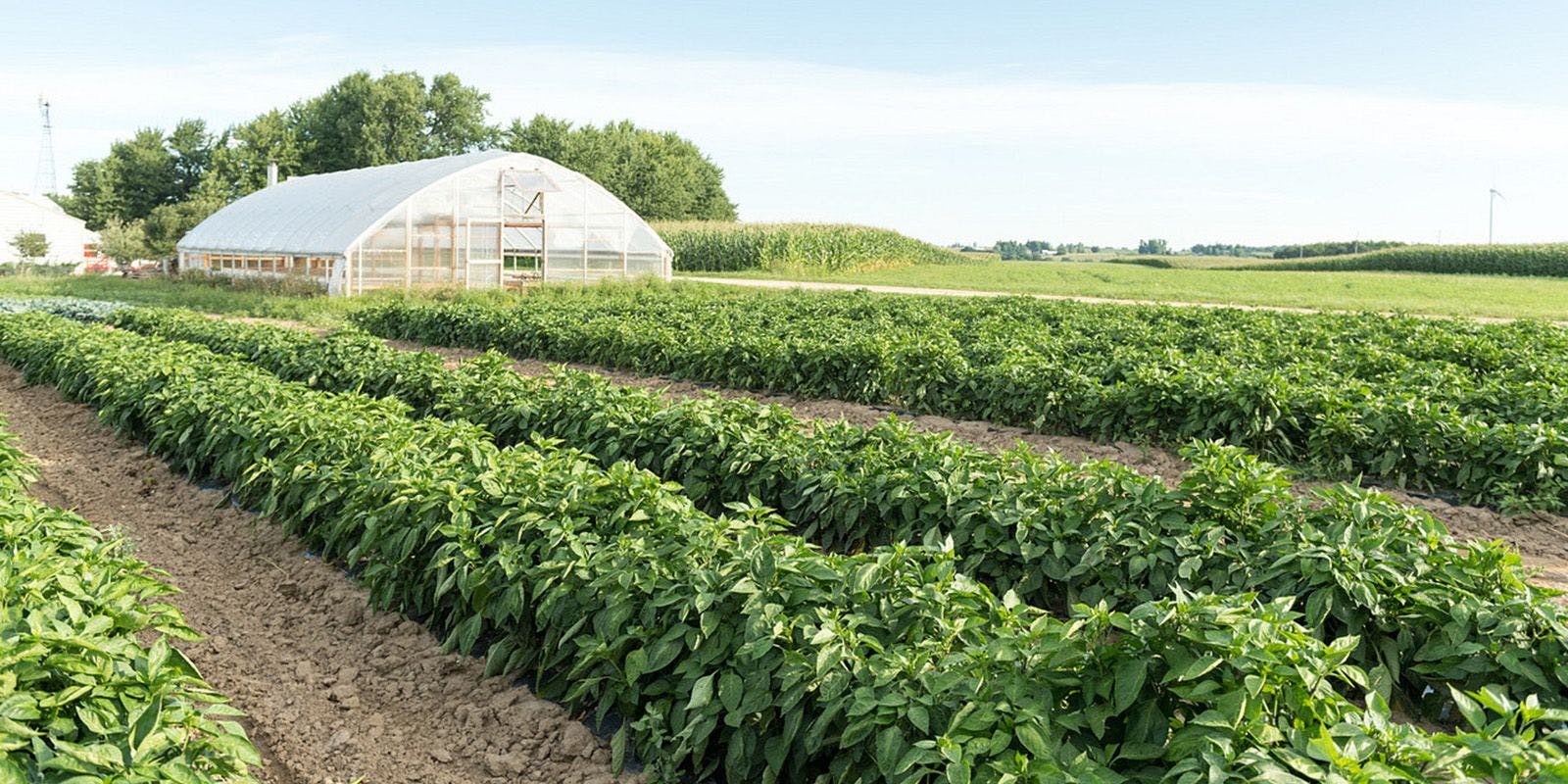 Field of organic produce with a greenhouse in the background.