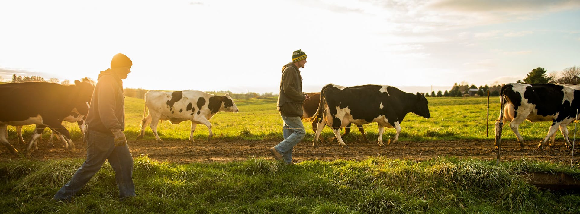 Two farmers walking through the field with a herd of cattle.