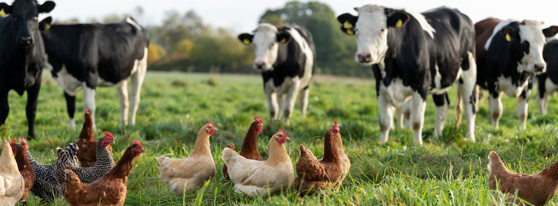 Cage-free chicken in grass pasture with cows.