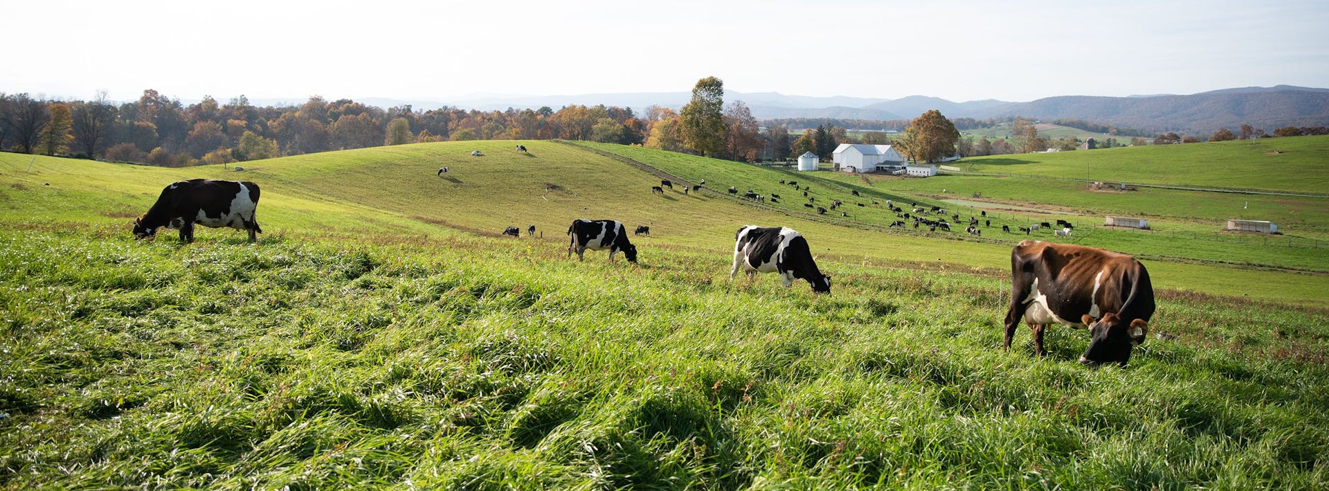 Cows on rolling hills of pasture with farm in the distance.