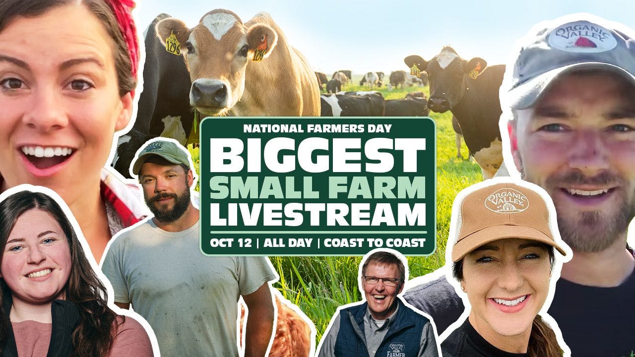 world's biggest small farm livestream