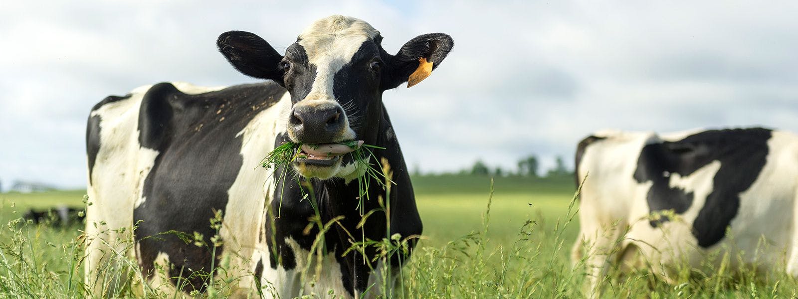 A cow eating grass on the Lay's Organic Valley family farm